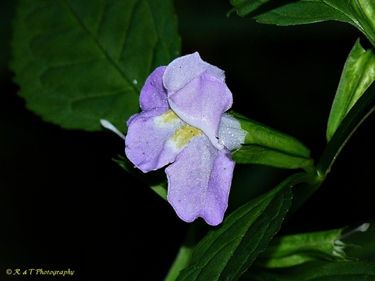 {Mimulus alatus}